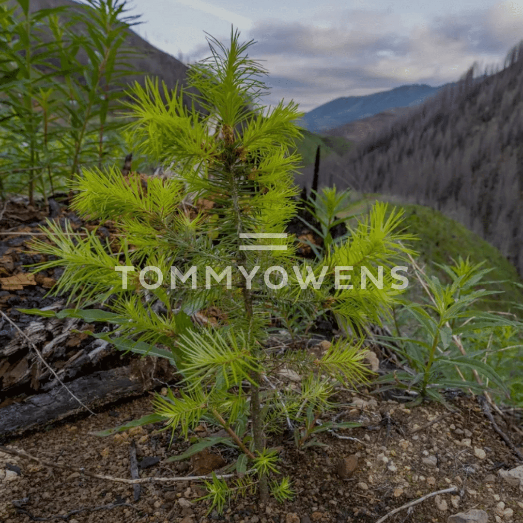 Tommy Owens Sunglasses - Buy 1. Plant 1.