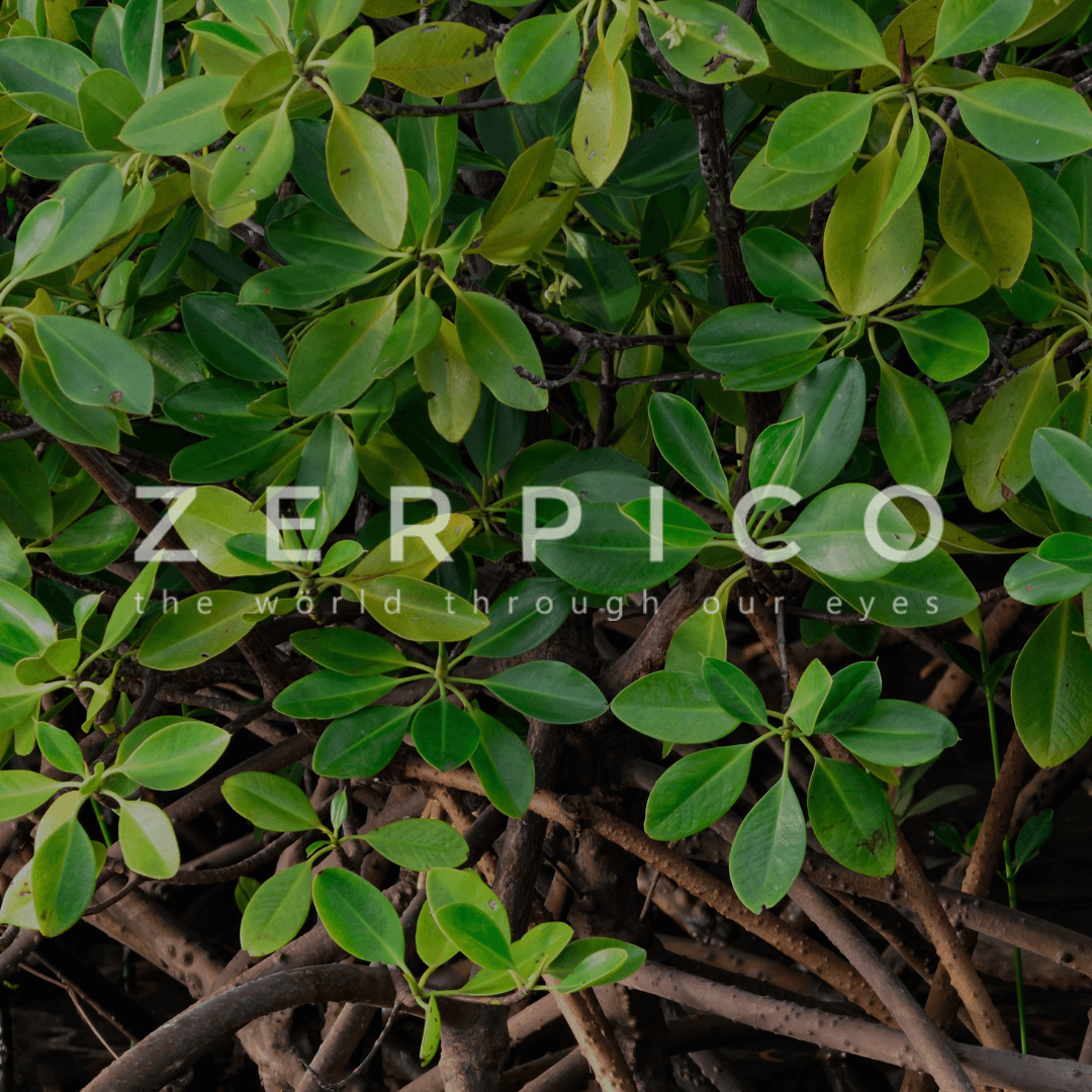 Zerpico - Eyewear with a Purpose